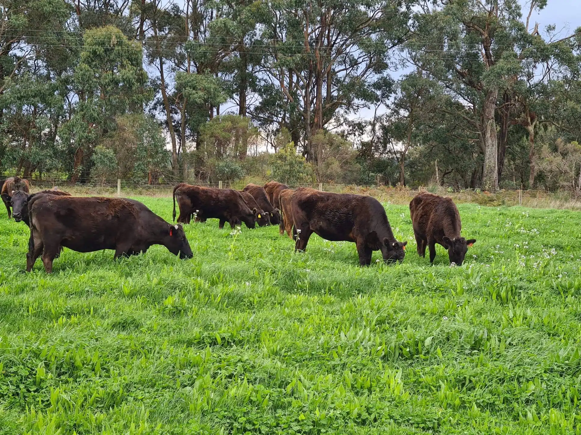 Beechy Wagyu