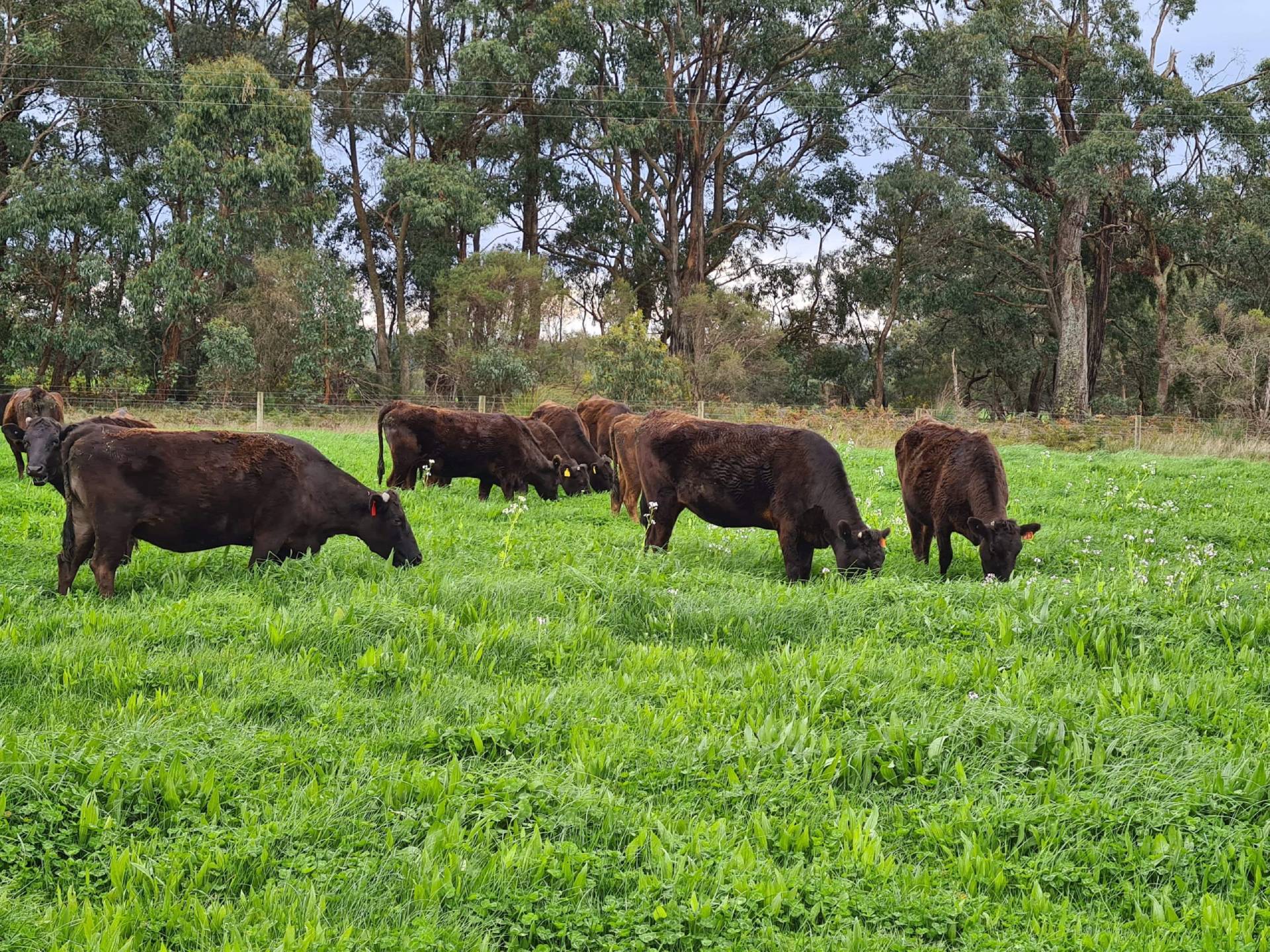 Beechy Wagyu