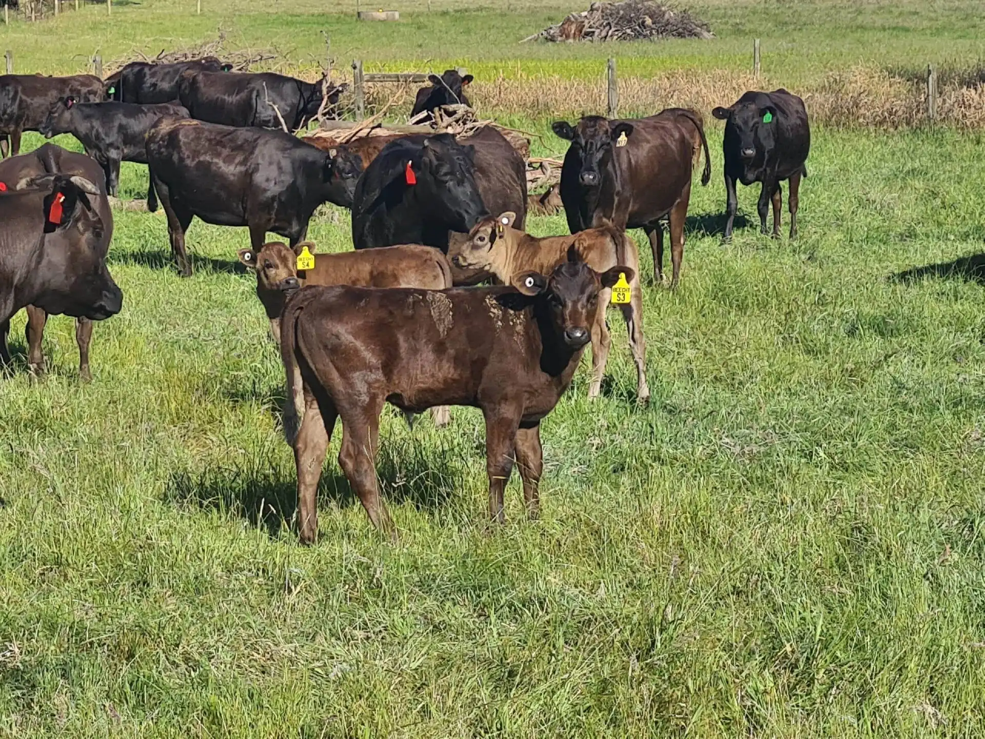 Beechy Wagyu