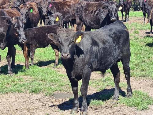 Beechy Wagyu