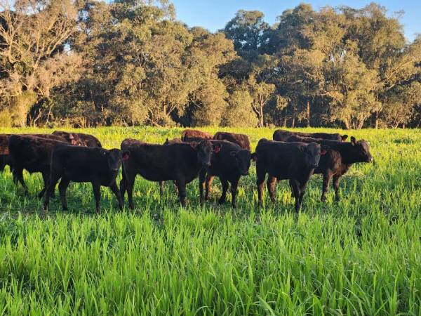 Beechy Wagyu