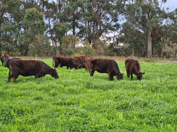 Beechy Wagyu